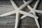 Starfish 2 Pack Large White Finger Star Fish 4"-5" for Crafts and Decor